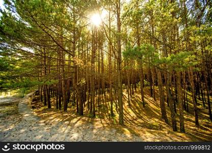 forest at the Baltic coast in Poland with light and shadow