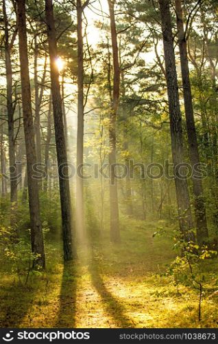 forest at the Baltic coast in Poland with light beams