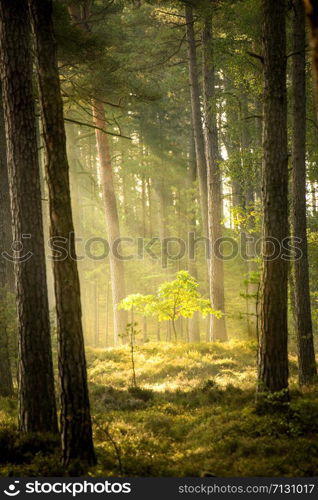 forest at the Baltic coast in Poland with light beams