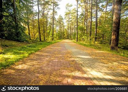 forest at the Baltic sea coast in Poland 
