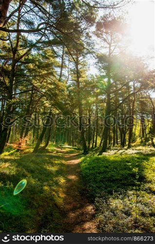 forest at the Baltic sea in Poland