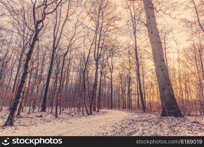 Forest at wintertime in the sunrise on a cold morning