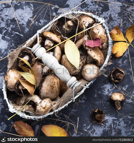forest autumn mushrooms. autumn mushrooms in stylish basket on retro background