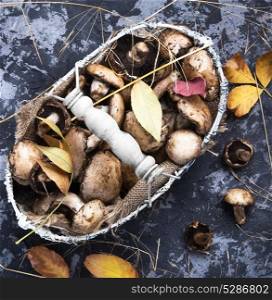 forest autumn mushrooms. autumn mushrooms in stylish basket on retro background