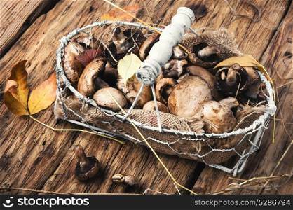 forest autumn mushrooms. forest autumn mushrooms in a stylish basket on retro background