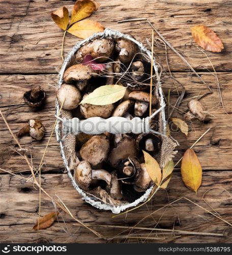 forest autumn mushrooms. forest autumn mushrooms in stylish basket on a retro background