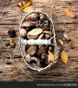 forest autumn mushrooms. forest autumn mushrooms in stylish basket on a retro background