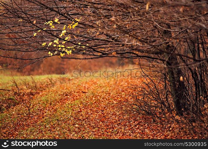 Forest autumn trees. Overcast orange and red autumn forest. Picturesque and paint colors of autumn foliage. Autumn rain
