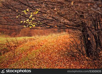 Forest autumn trees. Overcast orange and red autumn forest. Picturesque and paint colors of autumn foliage. Autumn rain