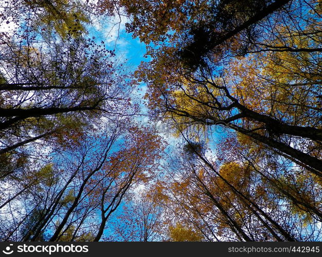 Forest, autumnal trees against blue sky . Golden autumn, copy space. Abstract filter toned. Forest, autumnal trees against blue sky nature background.