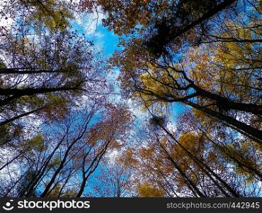 Forest, autumnal trees against blue sky . Golden autumn, copy space. Abstract filter toned. Forest, autumnal trees against blue sky nature background.
