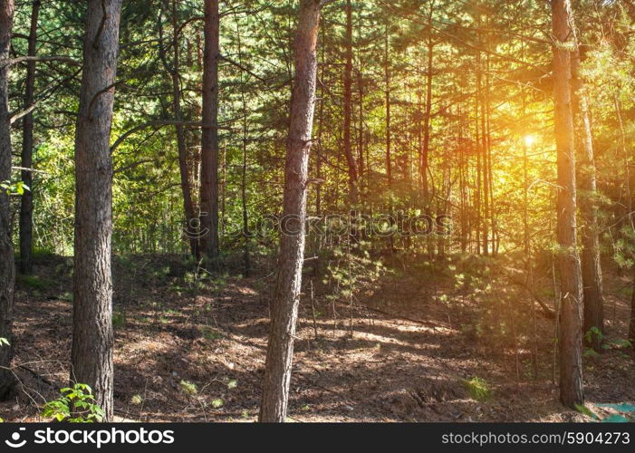 Forest. Beautiful scene in the forest with sun rays and shadows