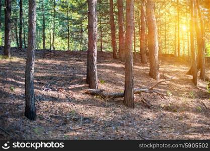 Forest. Beautiful scene in the forest with sun rays and shadows