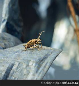 Forest beetle woodcutter closeup on a background of blue material.. Beetle Lumberjack Closeup