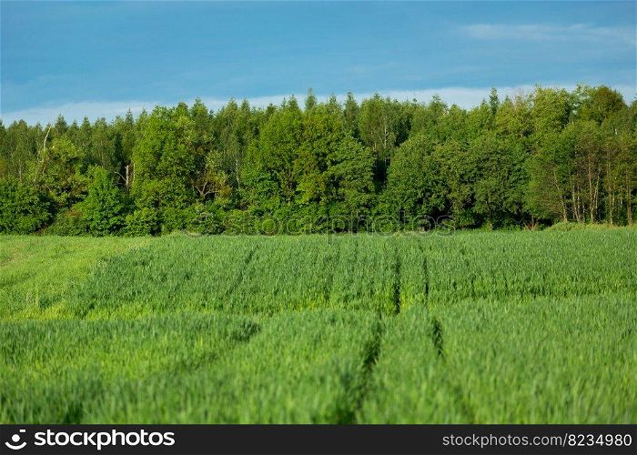 Forest behind a green field with grain, spring view