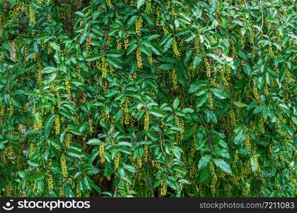 Forest berry tree background, Antidesma puncticulatum Miq. (Mamao)Thai Blueberry Fruit