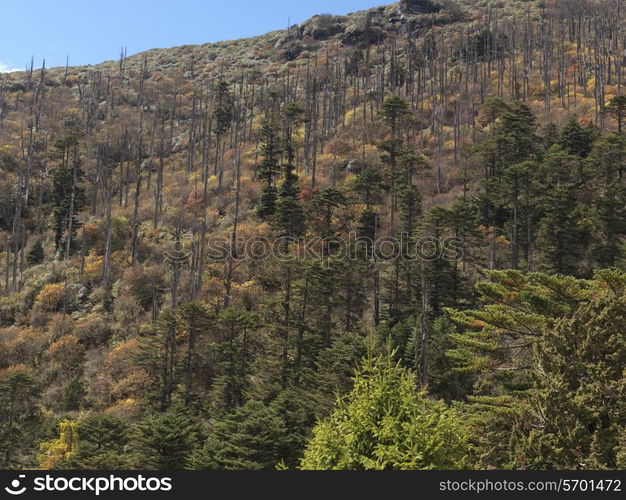 Forest, Bhutan