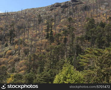 Forest, Bhutan