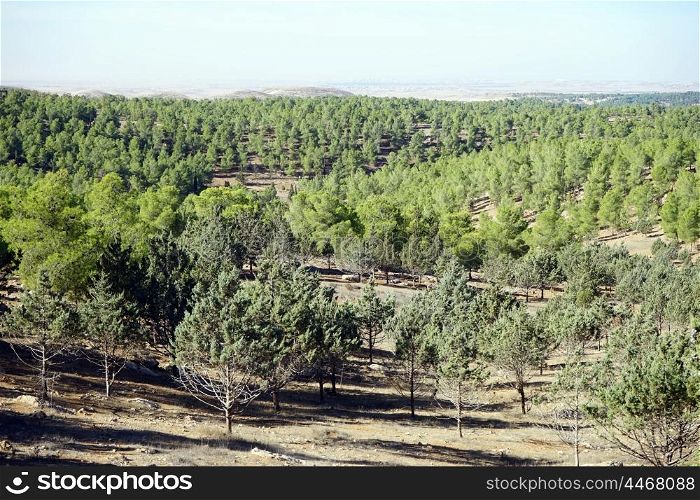 Forest bin the mountain area of Judea, Israel