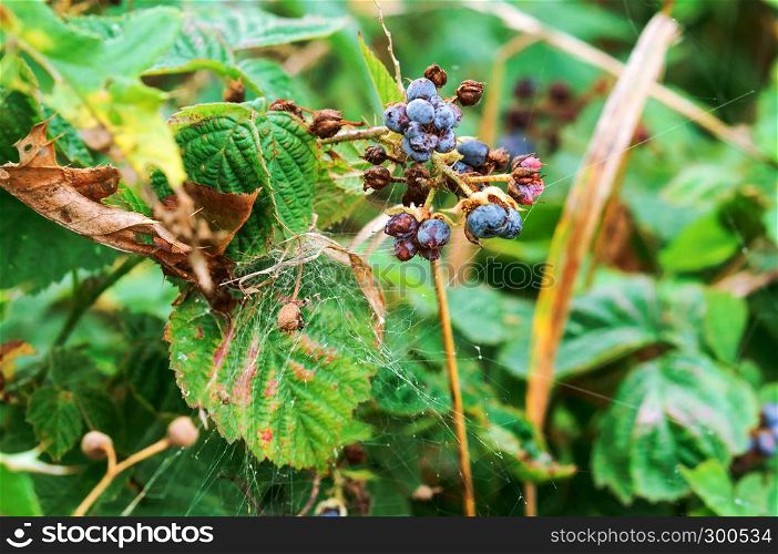 forest BlackBerry, ripe blackberries on the branches. ripe blackberries on the branches