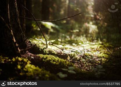 Forest blur light sun rays. Forest blur light sun rays. Green panorama. Forest blur light sun rays