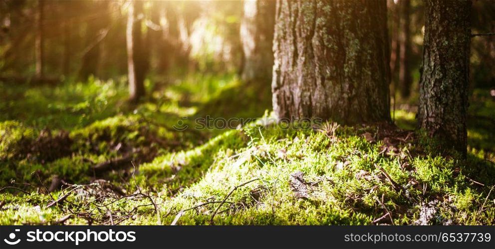 Forest bokeh background. Forest bokeh background. Summer sun rays morning. Forest bokeh background