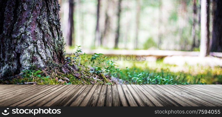 Forest bokeh background. Summer beautiful morning landscape. Forest bokeh background