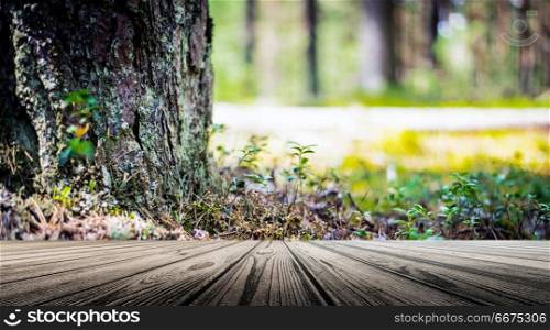 Forest bokeh background. Summer beautiful morning landscape. Forest bokeh background. Forest bokeh background
