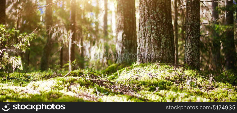 Forest bokeh blur sun light. Forest bokeh blur sun light. Summer morning. Forest bokeh blur sun light