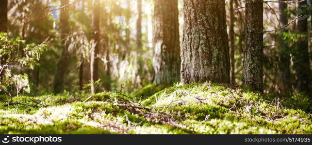 Forest bokeh blur sun light. Forest bokeh blur sun light. Summer morning. Forest bokeh blur sun light