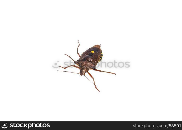 Forest bug lat. Pentatoma rufipes. It belongs to the family of stink bugs lat. Pentatomidae.