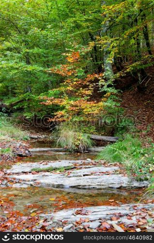 Forest by the river at autumn. Leaves fallen on the water