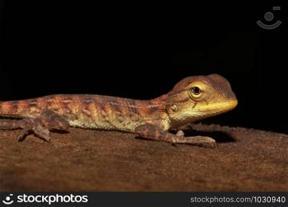 Forest Calotes Juvenile - Calotes is a lizard genus in the draconine clade of the family Agamidae