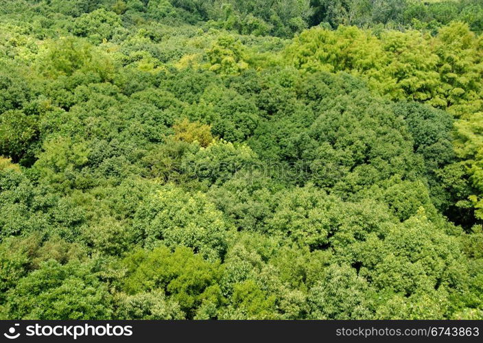 Forest canopy as seen from above. Japanese deciduous forest canopy as seen from above in summer in Osaka, Japan