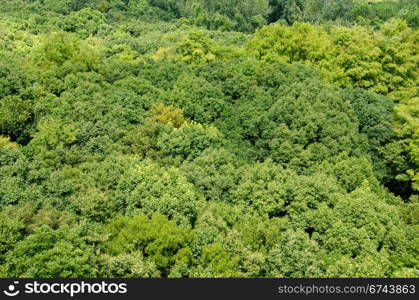 Forest canopy as seen from above. Japanese deciduous forest canopy as seen from above in summer in Osaka, Japan