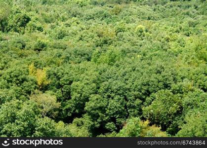 Forest canopy as seen from above. Japanese deciduous forest canopy as seen from above in summer in Osaka, Japan