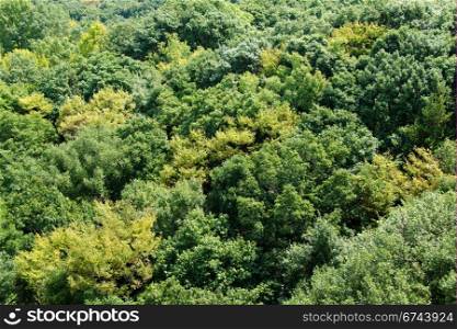 Forest canopy as seen from above. Japanese deciduous forest canopy as seen from above in summer in Osaka, Japan