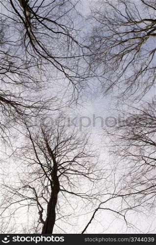 Forest canopy as seen from below in winter. Deciduous beech forest canopy as seen from below in winter without leaves
