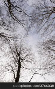 Forest canopy as seen from below in winter. Deciduous beech forest canopy as seen from below in winter without leaves