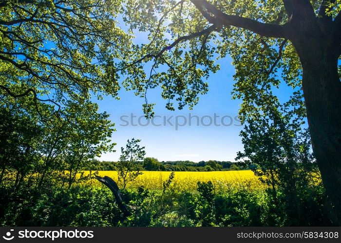 Forest clearing with a rapeseed field in the background