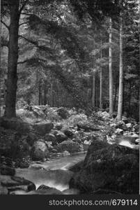 Forest corner in the Harz, vintage engraved illustration. From the Universe and Humanity, 1910.