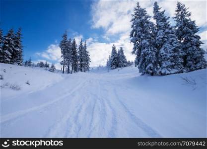 Forest covered with snow in winter day