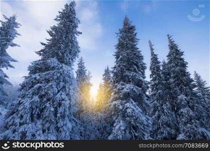 Forest covered with snow in winter day