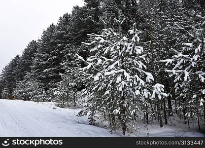 forest covered with snow. winter landscape.