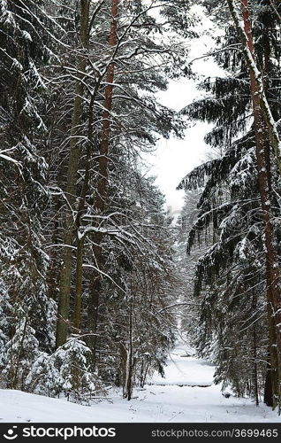 forest covered with snow. winter landscape.
