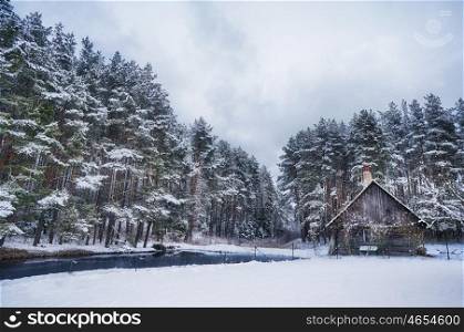 forest covered with snow. winter landscape