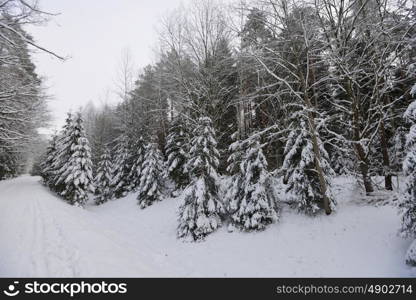 forest covered with snow. winter landscape