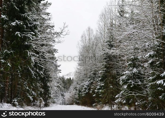 forest covered with snow. winter landscape.