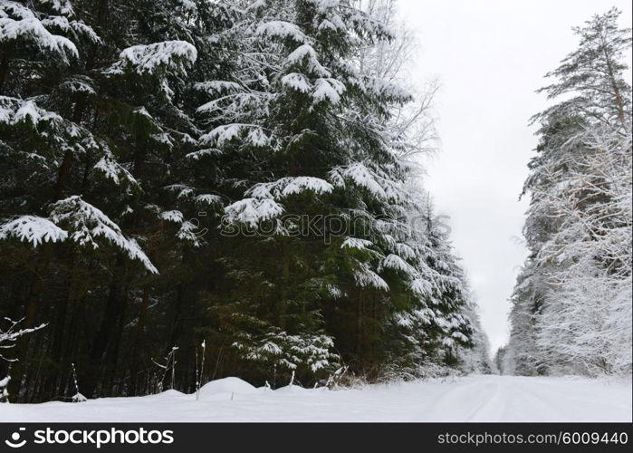 forest covered with snow. winter landscape.