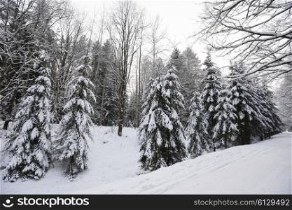 forest covered with snow. winter landscape